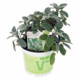 ŽAJBELJ VOLMARY SREBRNI CULINARIA L12