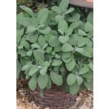 ŽAJBELJ VOLMARY SREBRNI CULINARIA L12