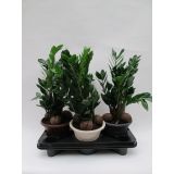 ZAMIJA L20 V OKRASNEM LONCU