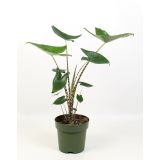 ALOKAZIJA ZEBRINA L14