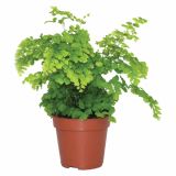 PRAPROT ADIANTUM RADDIANUM FRAGRANS L12