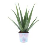 ZELENA RASTLINA ALOJA