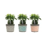 ZELENA RASTLINA AVSTRALSKI KOSTANJ V OKRASNEM LONCU