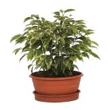 ZELENA RASTLINA BENJAMIN