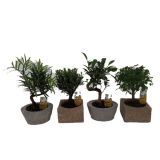 ZELENA RASTLINA BONSAJ V KAMNITEM LONCU L15