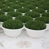 ZELENA RASTLINA BOŽIČNO ŽITO