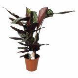 KALATEJA ORNATA SANDERIANA L19