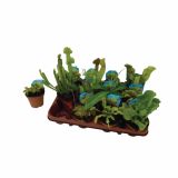 ZELENA RASTLINA CARNIVOROUS MIX