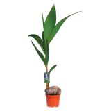 ZELENA RASTLINA COCOS NUCIFERA