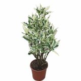 KROTON CODIAEUM TAMARA