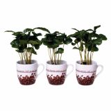 KAVA COFFEA ARABICA V SKODELICI L6