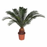 CIKAS PALMA REVOLUTA L21