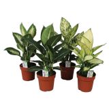 ZELENA RASTLINA DIFENBAHIJA MIX L17