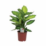 ZELENA RASTLINA DIFFENBACHIA SUMMER STYLE