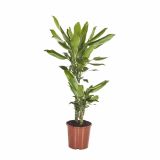 ZMAJEVKA DRACAENA FRAGRANS GOLD DREAM