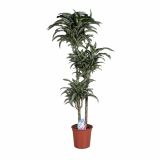 ZMAJEVKA DRACAENA FRAGRANS JADE JEWEL L24