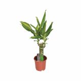 ZMAJEVKA DRACAENA GOLDEN COAST L11