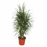 ZMAJEVKA DRACAENA MARGINATA L27