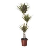 ZMAJEVKA DRACAENA MARGINATA L21