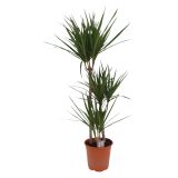 ZMAJEVKA DRACAENA MARGINATA L21