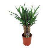 ZELENA RASTLINA DREVO ŽIVLJENJA