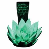 ZELENA RASTLINA ESCHEVERIA GLOWING STAR