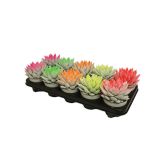 EŠEVERIJA BARVANA L11