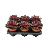 ZELENA RASTLINA EŠEVERIJA PURPLE PEARL L12