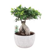 ZELENA RASTLINA FIKUS