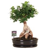 ZELENA RASTLINA FIKUS