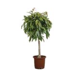 ZELENA RASTLINA FIKUS AMSTEL KING