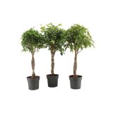 ZELENA RASTLINA FIKUS BENJAMIN NA STEBLU L24