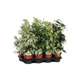 ZELENA RASTLINA FIKUS BENJAMINA ROYAL MIX