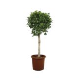 ZELENA RASTLINA FIKUS EXOTICA