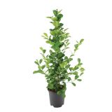 ZELENA RASTLINA FIKUS MOCLAME