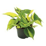 ZELENA RASTLINA FILODENDRON