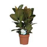 ZELENA RASTLINA GUMOVEC