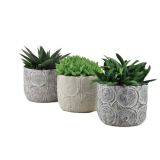 ZELENA RASTLINA HAVORTIJA MIX V OKRASNEM LONCU