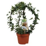 ZELENA RASTLINA HEDERA NA OPORI-KROG