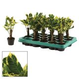 ZELENA RASTLINA KROTON