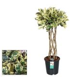 ZELENA RASTLINA KROTON