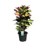 ZELENA RASTLINA KROTON ICETON L25