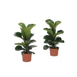 ZELENA RASTLINA LIRASTOLISTI FIKUS