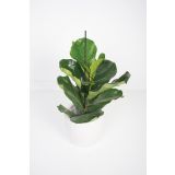 ZELENA RASTLINA LIRASTOLISTI FIKUS