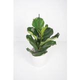 ZELENA RASTLINA LIRASTOLISTI FIKUS