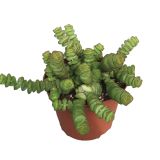 ZELENA RASTLINA MARNJEROVA KRASULA