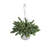 ZELENA RASTLINA MARNJEROVA KRASULA