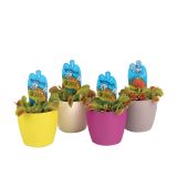 MESOJEDKA MUHOLOVKA DIONEA MUSCIPULA L 8.5