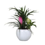 ZELENA RASTLINA NASAD V OKRASNI POSODI