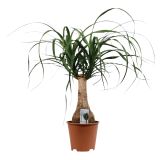 SLONOVA NOGA NOLINA NA STEBLU L14